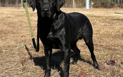 Axel